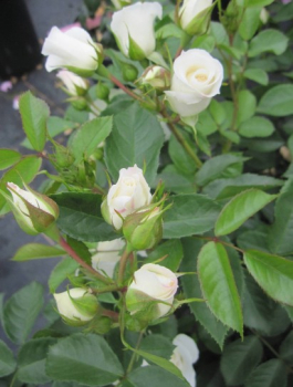 Preview: Stammrose Baby Schneewittchen 3